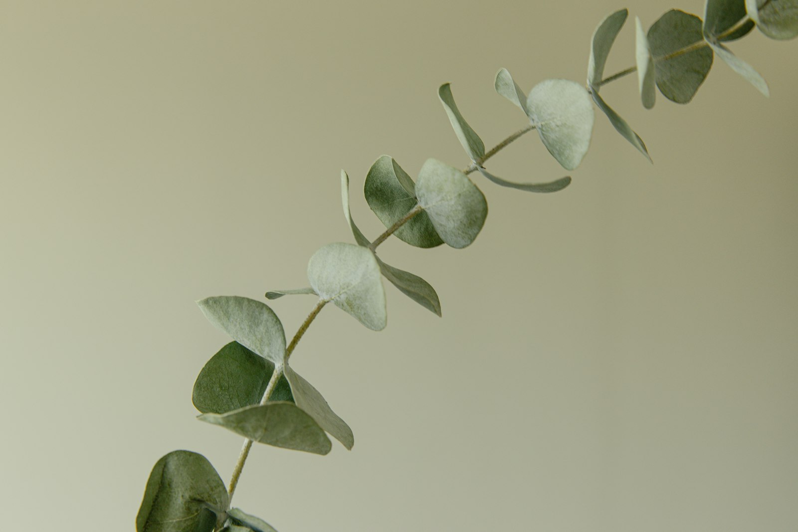 Bleached eucalyptus stems against a soft neutral background
