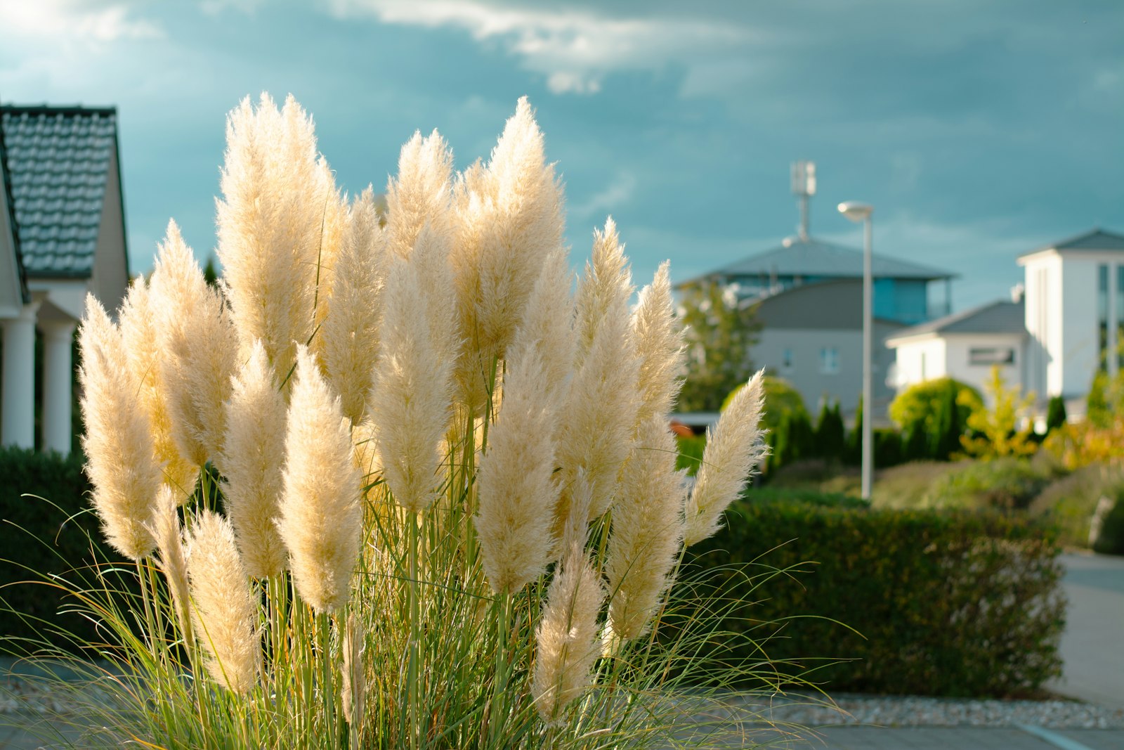 Tall pampas plumes in a field