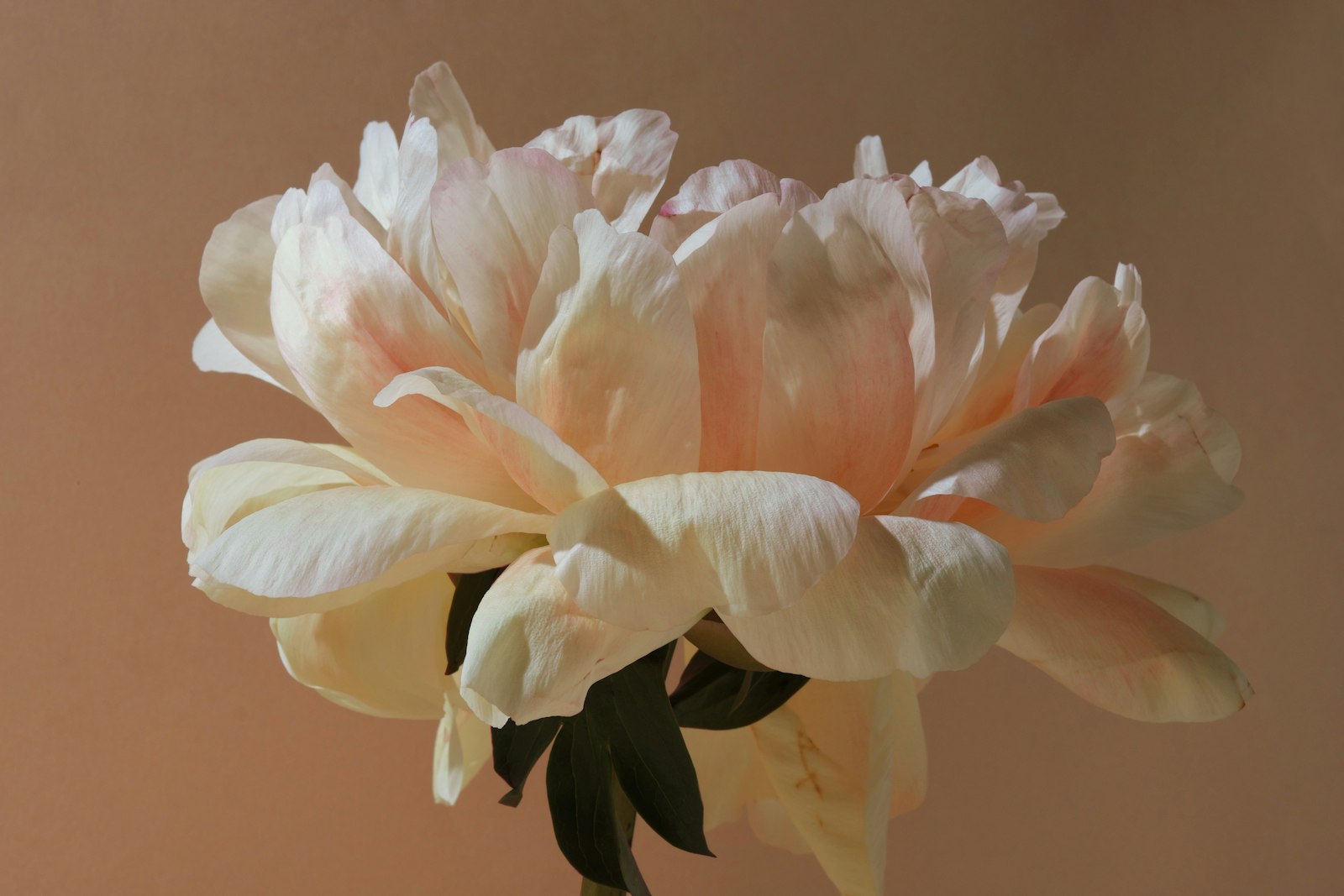 A soft pink peony in full bloom