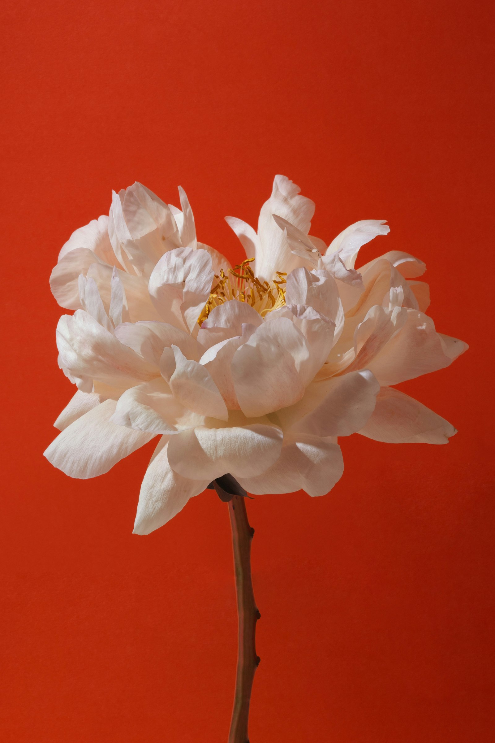 A pale pink peony against an orange background