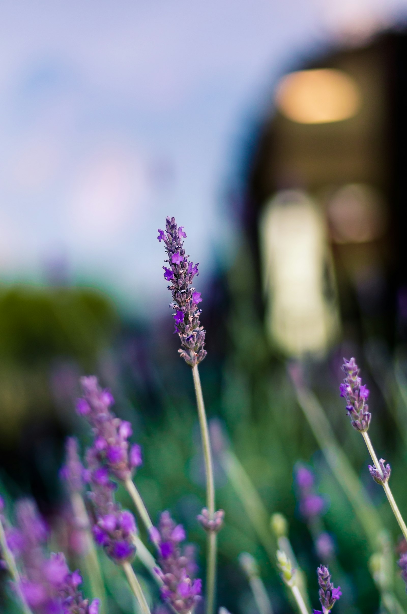 Purple lavender field rows