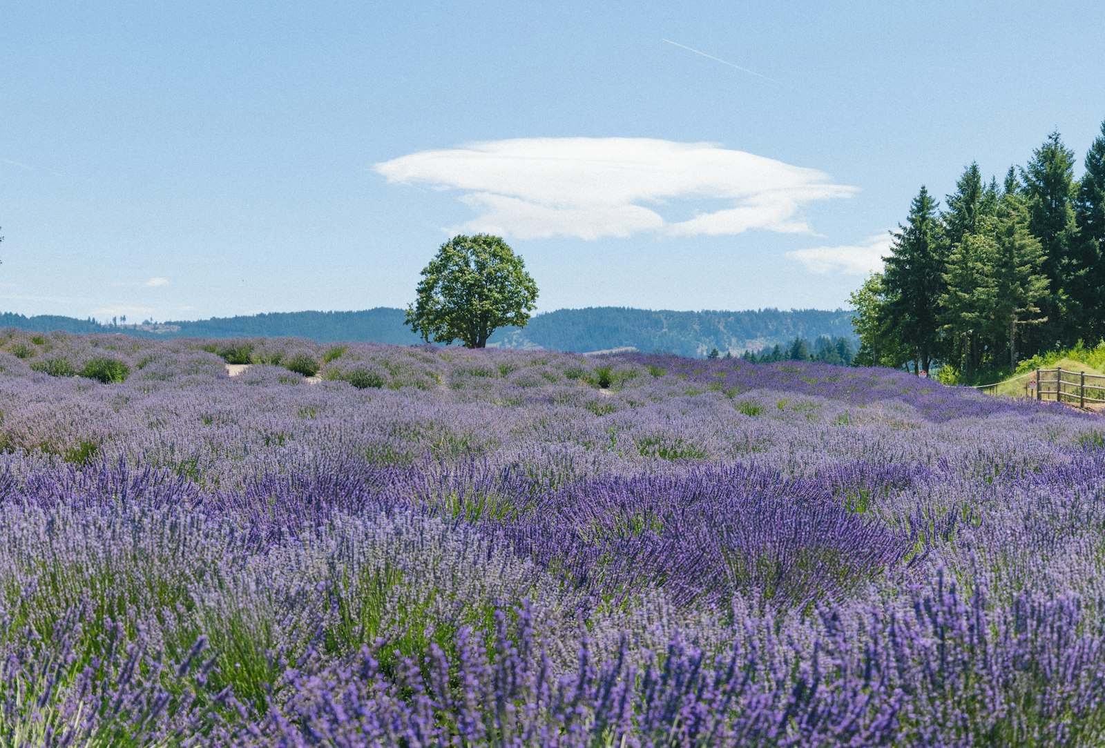 Lavender under blue sky