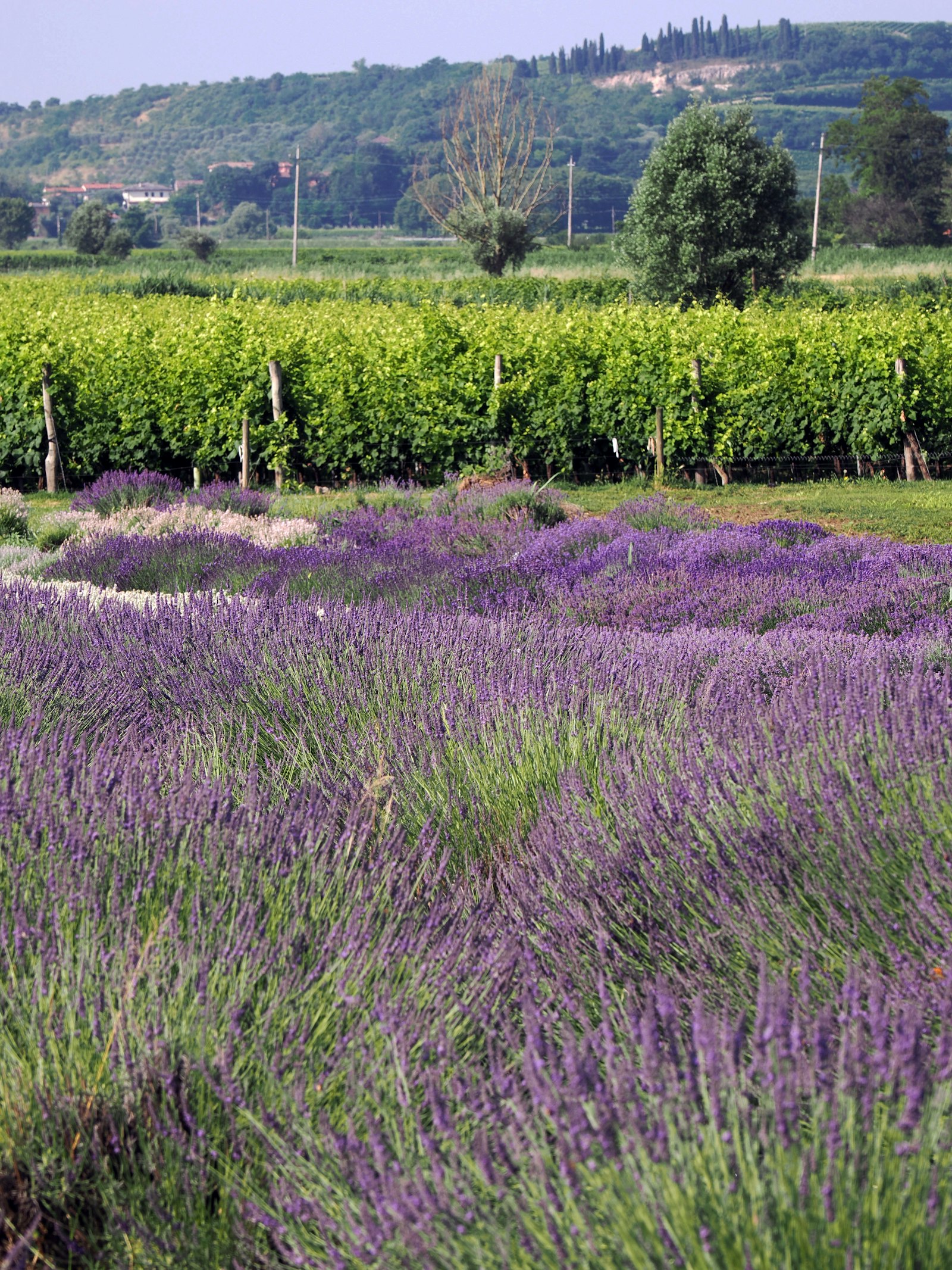 Lavender with grapevines