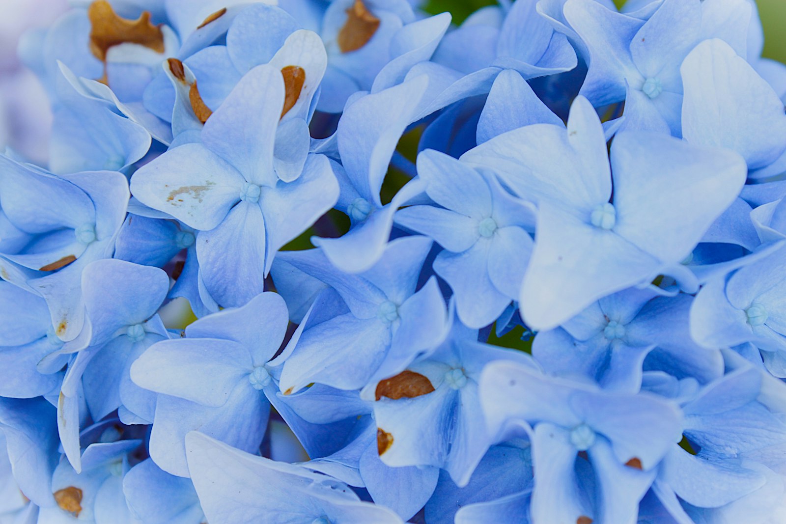 Blue hydrangea macro