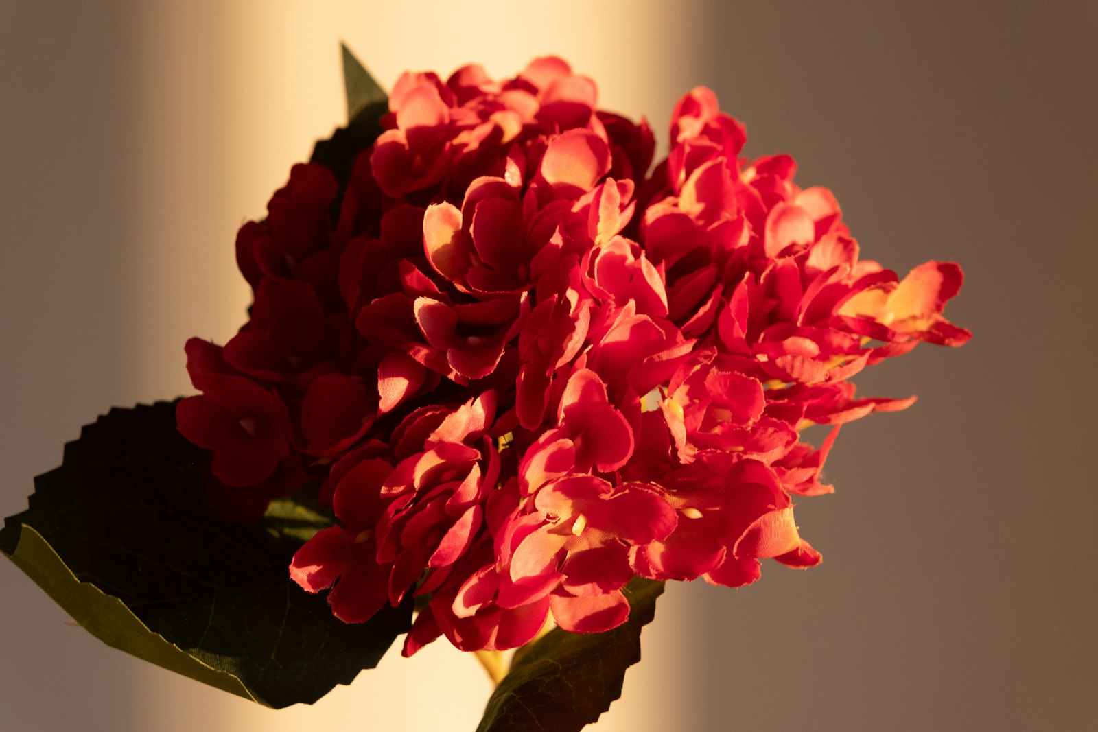 A close-up of a red hydrangea