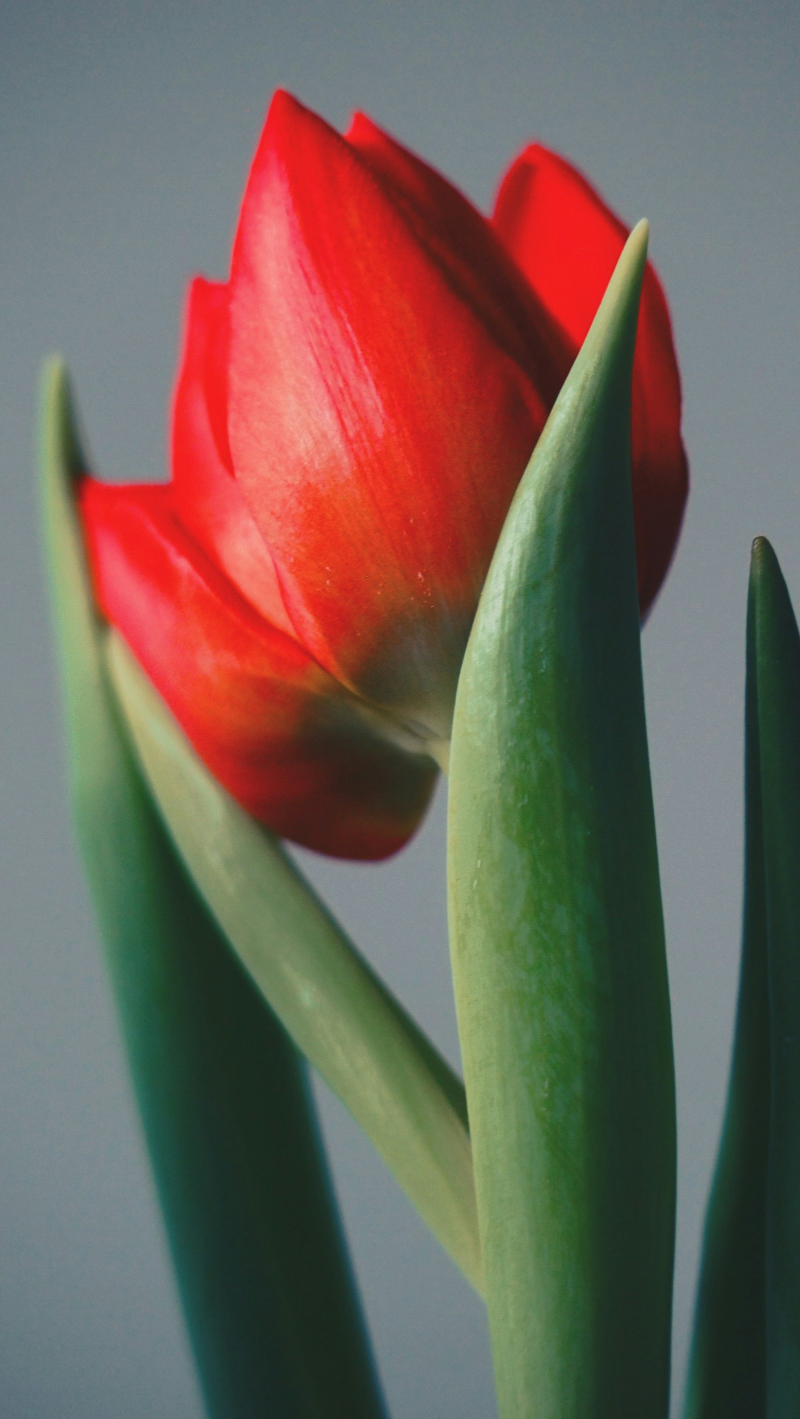 Red tulip close-up