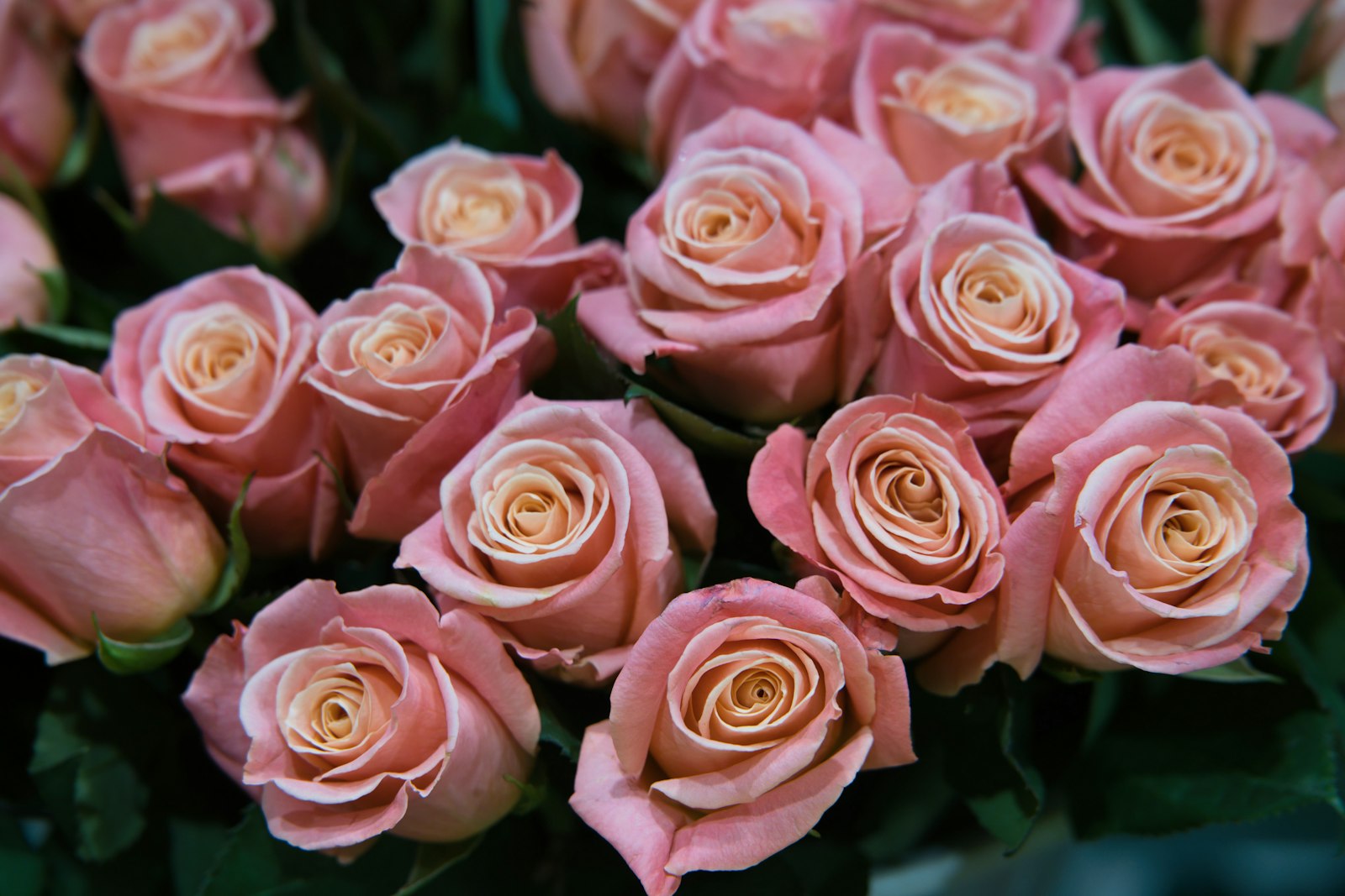 Pink roses bouquet