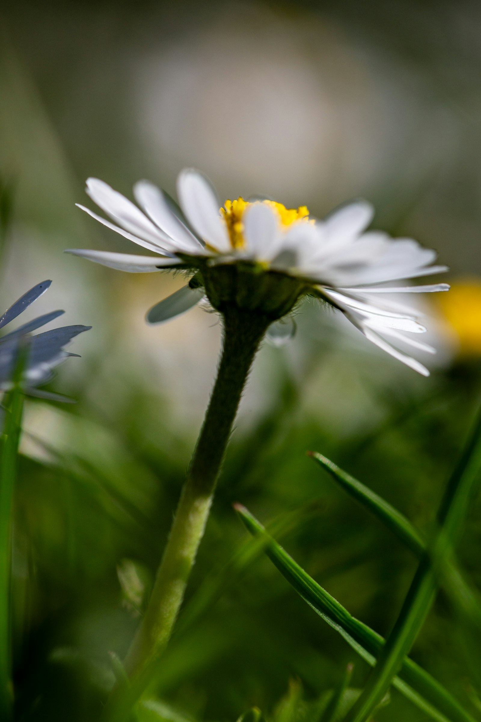 White daisy meadow