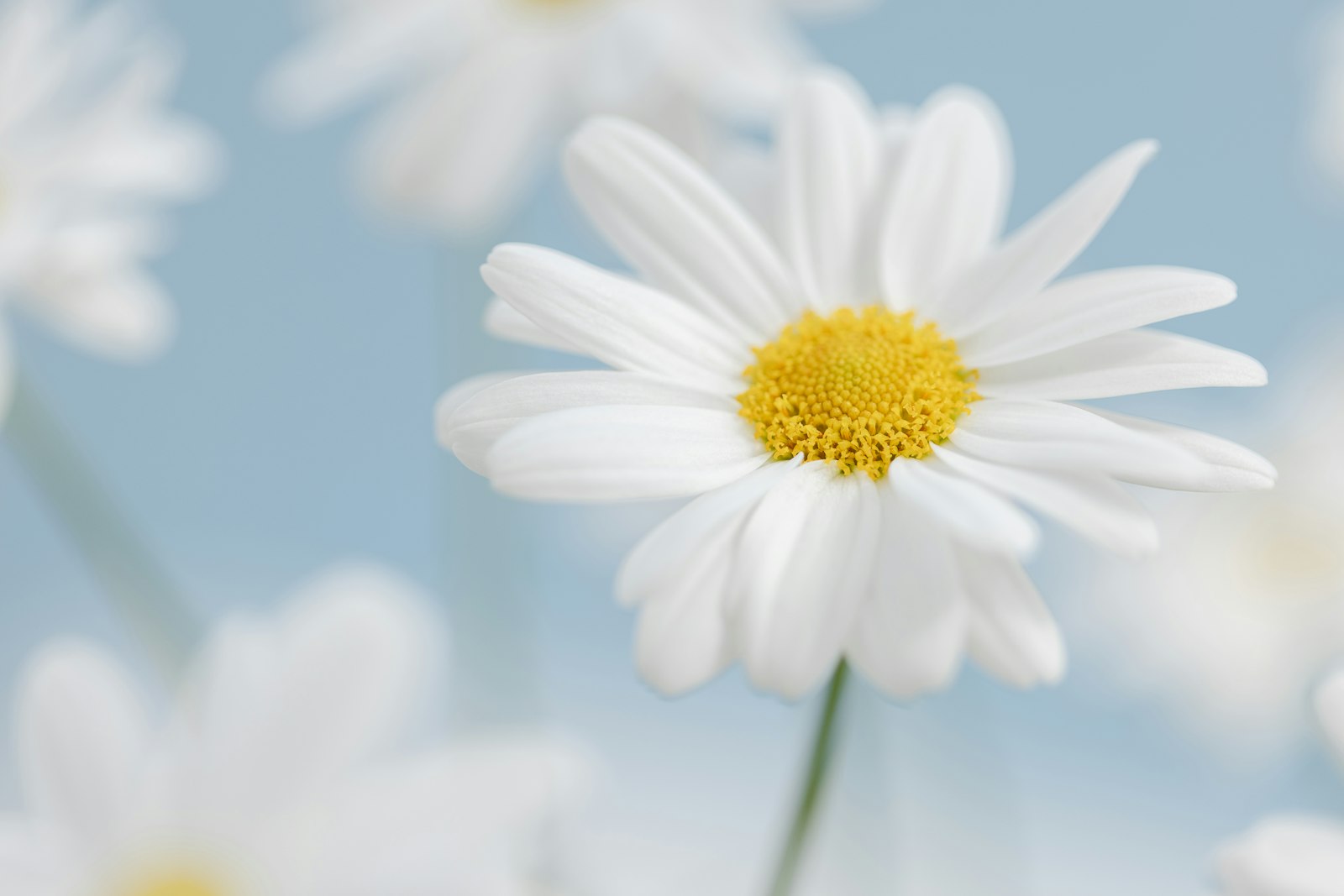 Daisy close-up