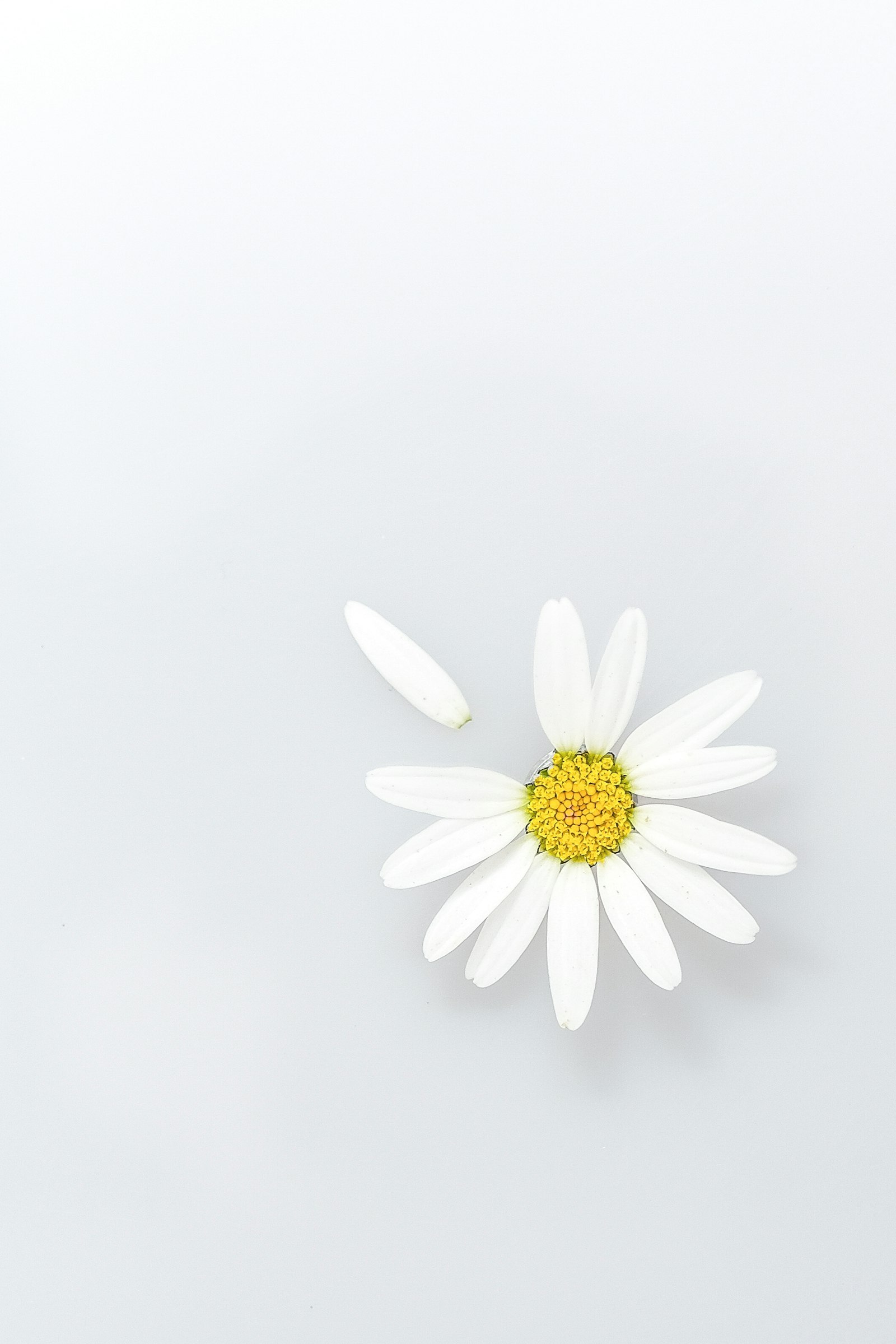 Daisy in bloom
