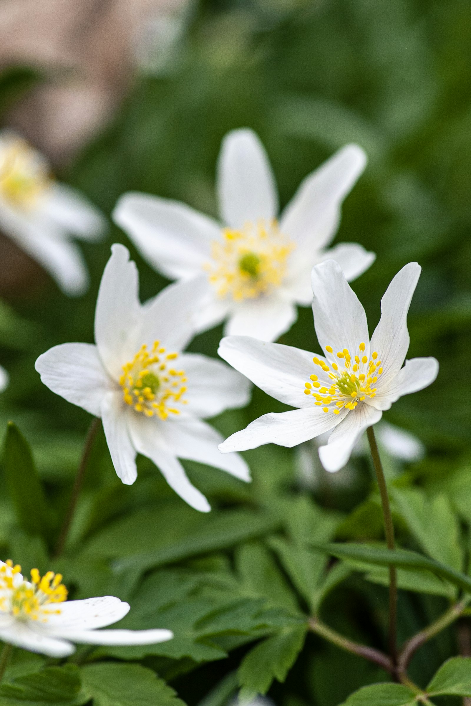 Wood anemone