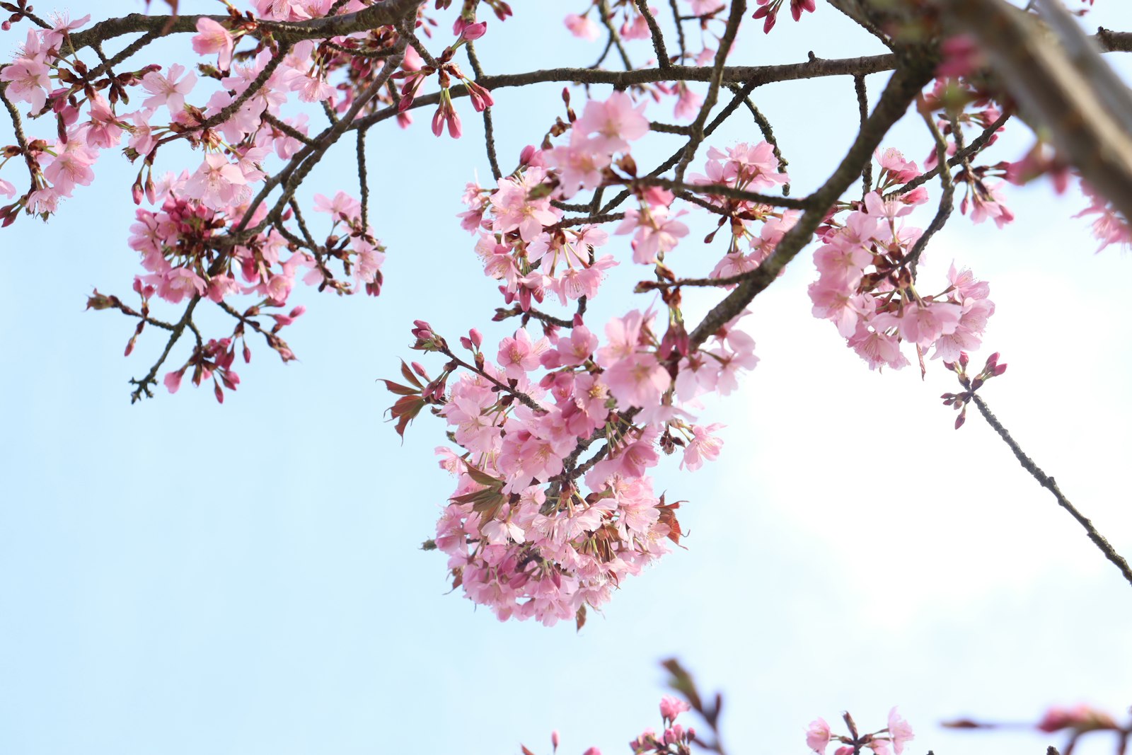 Cherry tree branch