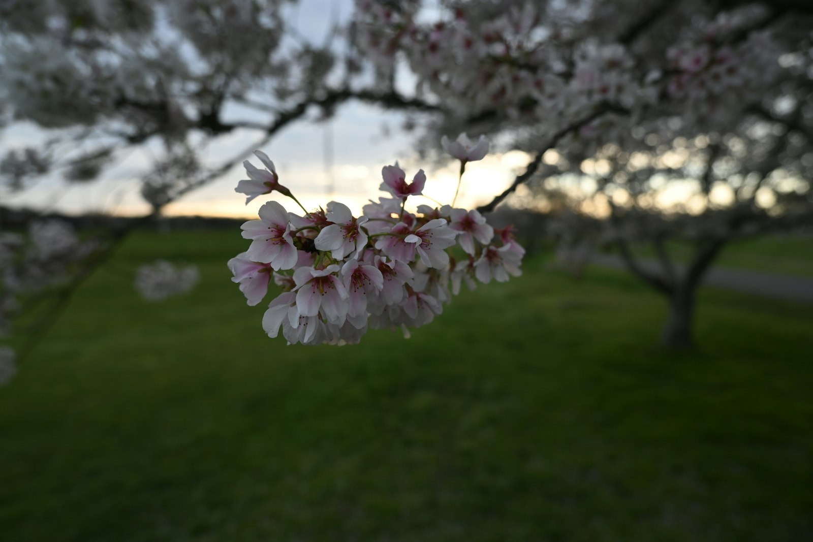 Cherry blossom close-up