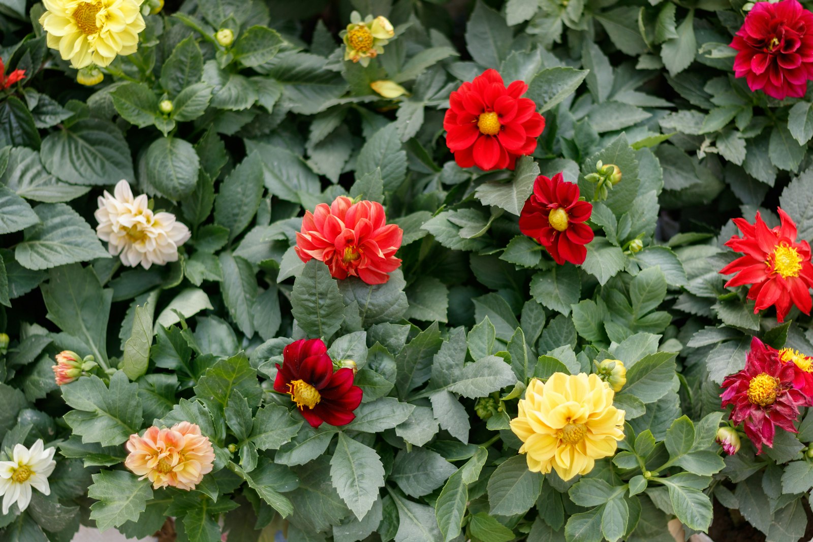 Dahlia assortment arrangement