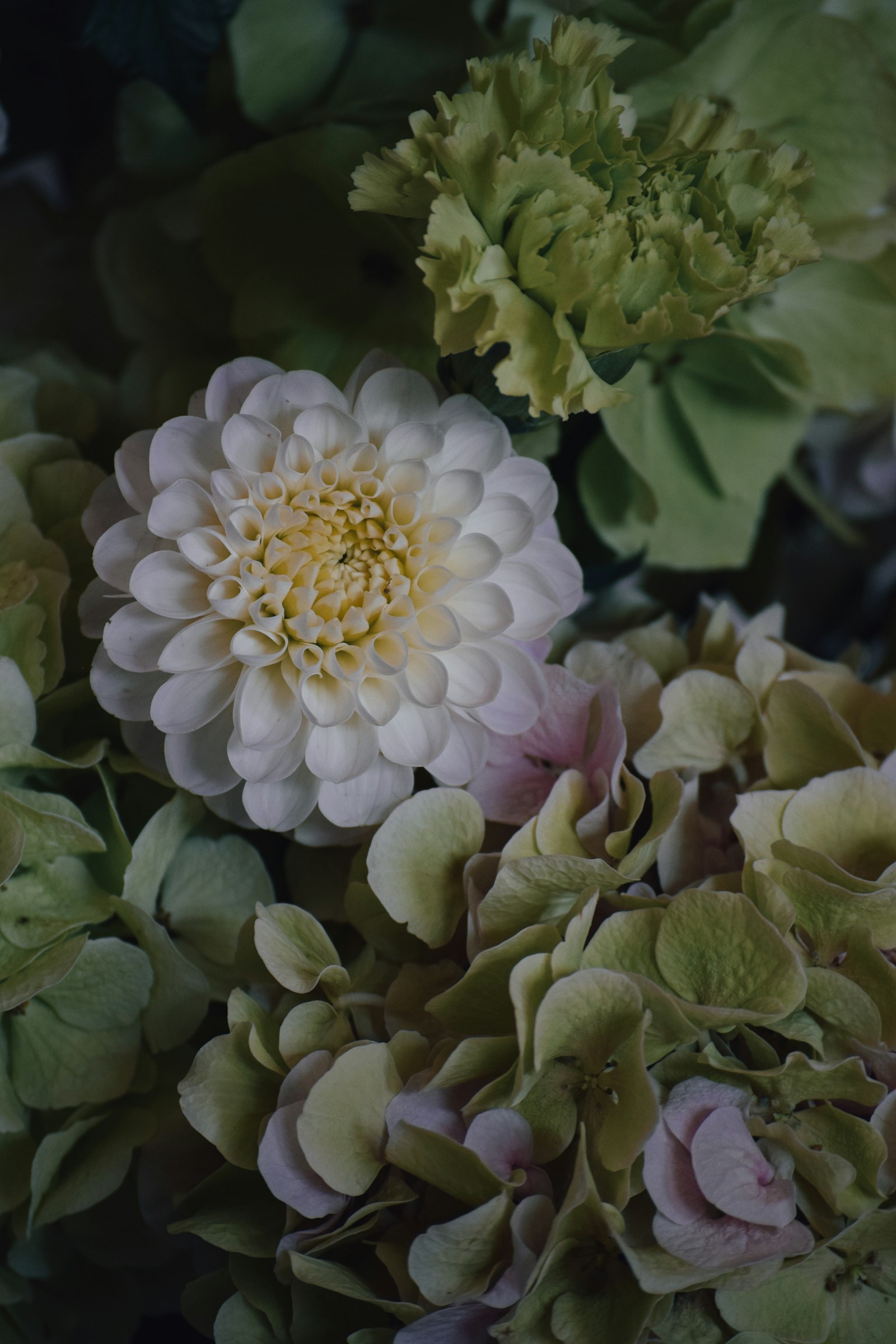 White dahlia flower